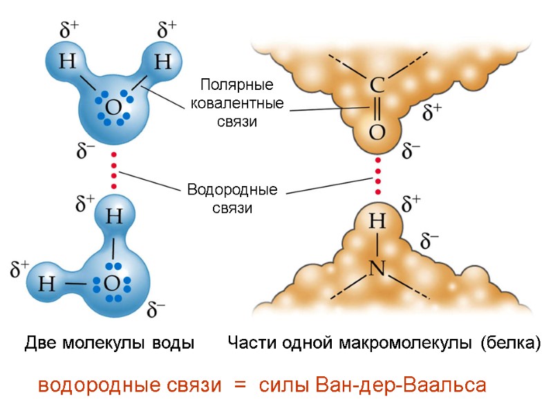 водородные связи  =  силы Ван-дер-Ваальса